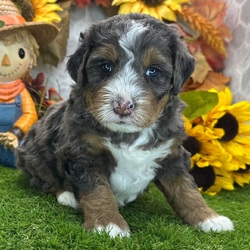 Kathy/Bernedoodle/Female/