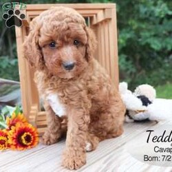 Teddy/Cavapoo									Puppy/Male	/8 Weeks,Teddy is a red male Cavapoo puppy with white markings on his head, chest and paws. He and his siblings are very well socialized and enjoy playing with our children. This sweet boy is looking for his forever home — could that be you?