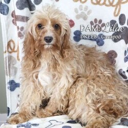 Teddy/Cavapoo									Puppy/Male	/8 Weeks,Teddy is a red male Cavapoo puppy with white markings on his head, chest and paws. He and his siblings are very well socialized and enjoy playing with our children. This sweet boy is looking for his forever home — could that be you?
