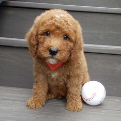 Louie/Mini Goldendoodle									Puppy/Male	/8 Weeks,Hi there!! My name is Louie and I would love to come home with you. I am sure with one look into my warm, sweet eyes and I’ll be sure I will have captured your heart already! I am very happy, playful and very kid friendly! I stand out above the rest with my curly red coat and my sweet teddy bear face! Full of personality and always ready to give amazing puppy kisses, I would love to fill your home with all of my puppy love! I have been vet checked and I am up to date on vaccinations and dewormings and I will also come with a 1-year guarantee with the option of extending it to a 3-year guarantee.  Shipping is available anywhere in the USA! My mother is Sandy, a sweet, loving 32# Mini Goldendoodle, and my father is Atlas, a 16# AKC mini poodle and he is genetic tested clear! That makes me an F1b mini goldendoodle and I will grow to approx. 20-25# and I will be hypoallergenic and nonshedding!! Why wait when you know I am meant to be yours? Call or text Martha to make me the newest addition to your family and get ready to spend a lifetime of tail wagging fun!   (7% sales tax on in home pickups) 