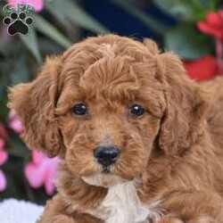 Annabelle – Mini F1BB/Mini Goldendoodle									Puppy/Female	/July 30th, 2026,Hello everyone we have an adorable litter of 5 Mini Goldendoodle puppies which are F1BB generation!! Mini Goldendoodles are a top quality breed and one of the number #1 family choice dog breeds! With there low shedding and hypoallergenic fur coat, fun playful ness and loving companionship your next furry friend is definitely one of these 5 sweet little ones. There mother is a F1B Mini Goldendoodle 25lb and there father is a Mini Poodle 18lb and has been Genetic tested CLEAR!! Each puppy in this litter goes home with a 1 year genetic health guarantee, custom info packet, vet records, shots & dewormer and family socialization started and so much more! Dont wait call now to reserve or schedule a in person visit! Thank you!
