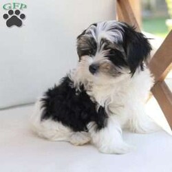 Maverick/Yorkie									Puppy/Male	/July 9th, 2026,Maverick  is one of five in his litter, his approximate adult weight is 4 to 5 pounds
