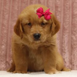 Pellsy/Golden Retriever/Female/