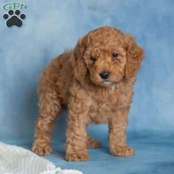 Jovial/Miniature Poodle									Puppy/Male	/6 Weeks,These sweet little puppies are looking for their forever homes! Who couldn’t use a little extra love from a furry friend? Puppy cuddles, puppy kisses, and playful little antics could be in your future!
