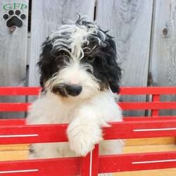 Ralph/Bernedoodle									Puppy/Male	/May 22nd, 2026,Male Mini Bernedoodle puppy that is family raised and well socialized.  Both parnets are genetic health tested.   