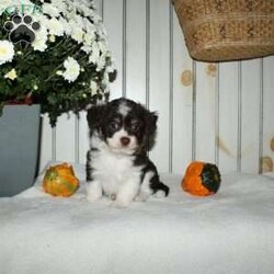 Marcie/Mini Aussiedoodle									Puppy/Female	/8 Weeks,Are you looking for a very small chocolate Aussiedoodle puppy? When Aussiedoodles range in size from tiny and adorable to huge and hyper we want you to know these puppies will be little and managable for their entire life! With a Toy Australian Shepherd as the mother and a Miniature Poodle father these cuties are just what you are looking for in a little Aussiedoodle! Each puppy comes up to date on shots and dewormer and is vet checked. Raised in our home with the mom as our beloved pet each puppy receives love and attention in our home until they join yours! Call us today to learn more! 