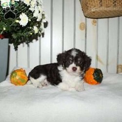 Marcie/Mini Aussiedoodle									Puppy/Female	/8 Weeks,Are you looking for a very small chocolate Aussiedoodle puppy? When Aussiedoodles range in size from tiny and adorable to huge and hyper we want you to know these puppies will be little and managable for their entire life! With a Toy Australian Shepherd as the mother and a Miniature Poodle father these cuties are just what you are looking for in a little Aussiedoodle! Each puppy comes up to date on shots and dewormer and is vet checked. Raised in our home with the mom as our beloved pet each puppy receives love and attention in our home until they join yours! Call us today to learn more! 