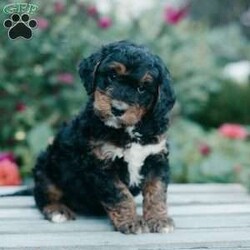 Mabel/Mini Bernedoodle									Puppy/Female	/8 Weeks,Meet these beautiful, loving, fun Mini Bernedoodle puppies! They are family raised and well socialized with children. They will be up to date with all vaccines and are vet checked. The Mothers name is Lacy, she is a 45lb Bernedoodle. The Father’s name is Taco, he is a 35lb Bernedoodle. They will make playful playmates and loyal companions. Call us today to adopt your new family pet!