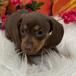 Adopt a dog:Misty/Dachshund/Female/,Hi, I'm Misty! I'm a 5-week-old female Dachshund with a beautiful chocolate & tan coat, born on September 3. I'll be ready to go home to my forever family after October 29, once I'm grown enough to leave my litter. I'm AKC registered. I love to play fetch; it's my favorite game. When I get tired, I will come and curl up next to you so we can go to sleep.
