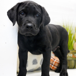 Adopt a dog:Cash/Labrador Retriever/Female/,Hi, I'm Cash! I'm a 10-week-old male Labrador Retriever with a beautiful black coat, born on August 1. I am ready now to plan my trip to my forever family. Once I reach my adult size, I'm expected to weigh between 60–95 lbs. I'm UABR registered. Your heart is the perfect home for my puppy love.