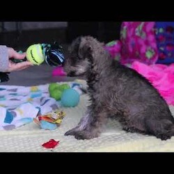 Josie/Miniature Schnauzer									Puppy/Female	/9 Weeks,Hi, my name is Josie! I’m a very cute AKC Schnauzer puppy with an adorable face, a beautiful coat, and a sweet personality that is sure to make you smile. I’m playful, affectionate, and curious, and I love spending my days exploring, playing with toys, and getting lots of attention. I have a happy and gentle nature and enjoy being around people. I also love cuddles and making new friends, and I’m excited to find my forever family where I can bring lots of love, fun, and happiness!