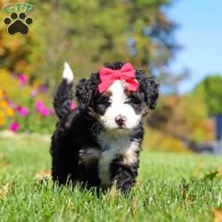 Bena/Mini Bernedoodle									Puppy/Female	/6 Weeks,Hi, I’m Bena! I’m a precious Miniature F1 Bernedoodle with an adorable face, a soft, fluffy coat, and a sweet, loving personality. I’m playful, affectionate, and curious, and I love spending my days exploring, playing with toys, and soaking up lots of attention. I have a gentle, happy nature and enjoy being around people. With my charming personality and irresistible good looks, I’m sure to bring plenty of love, fun, and happiness to my forever family!