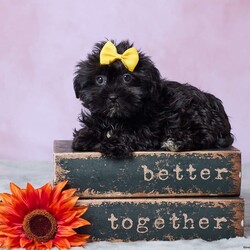 Abby/Shorkie									Puppy/Female	/10 Weeks,Meet Abby, an adorable Shorkie puppy who is ready to find her forever home! She has been vet checked and is up to date on all her shots, so she’s ready to begin her next adventure with her new family. With her sweet little face and irresistible Shorkie charm, Abby is sure to bring plenty of joy to her new home. She’s ready to meet her forever family and start making wonderful memories together!