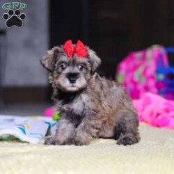 Josie/Miniature Schnauzer									Puppy/Female	/9 Weeks,Hi, my name is Josie! I’m a very cute AKC Schnauzer puppy with an adorable face, a beautiful coat, and a sweet personality that is sure to make you smile. I’m playful, affectionate, and curious, and I love spending my days exploring, playing with toys, and getting lots of attention. I have a happy and gentle nature and enjoy being around people. I also love cuddles and making new friends, and I’m excited to find my forever family where I can bring lots of love, fun, and happiness!