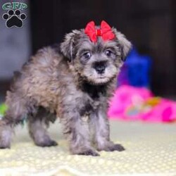 Josie/Miniature Schnauzer									Puppy/Female	/9 Weeks,Hi, my name is Josie! I’m a very cute AKC Schnauzer puppy with an adorable face, a beautiful coat, and a sweet personality that is sure to make you smile. I’m playful, affectionate, and curious, and I love spending my days exploring, playing with toys, and getting lots of attention. I have a happy and gentle nature and enjoy being around people. I also love cuddles and making new friends, and I’m excited to find my forever family where I can bring lots of love, fun, and happiness!