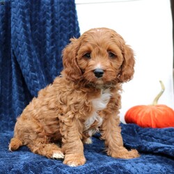 Ace/Cavapoo									Puppy/Male	/10 Weeks,Ace is looking for his forever home. He is an adorable purebred cavapoo with the sweetest friendly, personality. He is played with daily by my children and no one is a stranger to him. Ace does great with going potty outside and loves to please his owner. Ace will stay small and most likely be under 20 pounds, he is only 6 pounds now. He is vet checked, vaccinated, dewormed, and comes with a one year genetic health guarantee. To meet this little cutey and possibly make him a part of your family call or text Casondra, I would love to meet you!