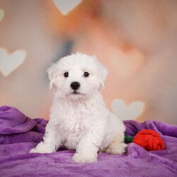 Carl/Bichon Frise									Puppy/Male	/10 Weeks,Are you Looking for an Awesome Friend? This puppy could be just that! We would love to speak with you on how to adopt this wonderful youngster! Please call or text so we can arrange an appointment. This puppy is up to date on shots and wormer and will be ready for your home at 8 weeks old. Shipping is available We hope to hear from you soon!!!