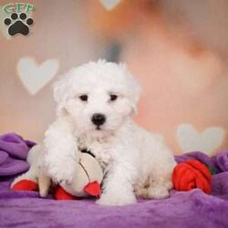 Carl/Bichon Frise									Puppy/Male	/10 Weeks,Are you Looking for an Awesome Friend? This puppy could be just that! We would love to speak with you on how to adopt this wonderful youngster! Please call or text so we can arrange an appointment. This puppy is up to date on shots and wormer and will be ready for your home at 8 weeks old. Shipping is available We hope to hear from you soon!!!