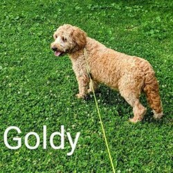 Charlie/Mini Goldendoodle									Puppy/Male	/August 20th, 2026,Charlie is a beautiful f1b goldendoodle who has been family raised, grown up around cats and other dogs. Charlie loves to play with kids and running around outside chasing his tail and our kittens. 