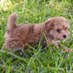 Daphne/Poodle/Female/