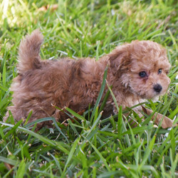 Adopt a dog:Daphne/Poodle/Female/,Hi, I'm Daphne! I'm a 13-week-old female Poodle with a beautiful red coat, born on July 21. I am ready now to plan my trip to my forever family. I'm ACA registered. I'm ready to be your furry sidekick and best friend.