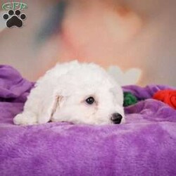 Carl/Bichon Frise									Puppy/Male	/10 Weeks,Are you Looking for an Awesome Friend? This puppy could be just that! We would love to speak with you on how to adopt this wonderful youngster! Please call or text so we can arrange an appointment. This puppy is up to date on shots and wormer and will be ready for your home at 8 weeks old. Shipping is available We hope to hear from you soon!!!