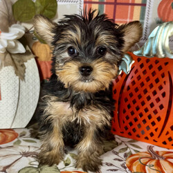 Adopt a dog:Gabbie/Yorkshire Terrier/Female/,Hi, I'm Gabbie! I'm an 8-week-old female Yorkshire Terrier with a beautiful black & tan coat, born on August 25. I'll be ready to go home to my forever family after October 20, once I'm grown enough to leave my litter. When I reach my adult size, I should weigh between 4–10 lbs. I'm APRI registered. I can't wait to share my love and playful energy with you.