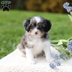 Londyn/Cavapoo									Puppy/Female	/September 7th, 2026,Londyn is a sweetheart raised with the kind of love and care that a puppy needs for a great start in life! She also enjoys a special diet for optimal health. Call, text or email to schedule your meet with this sweet girl! (we also offer facetime meetings)