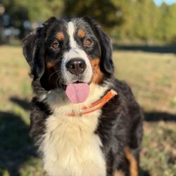 Zoey/Bernese Mountain Dog									Puppy/Female	/7 Weeks,Meet Zoey, She’s such a fluffy,sweet cuddle bug:) Has an amazing temperament!  loves to play with the kids so is very playful and kid friendly,but then also has a chill/cuddly side making her. The best of both worlds;) She really will make a great addition to any family…