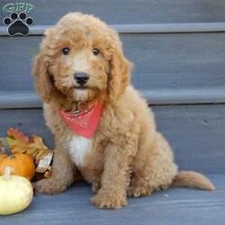 Louie/Mini Goldendoodle									Puppy/Male	/12 Weeks,Hi there!! My name is Louie and I would love to come home with you. I am sure with one look into my warm, sweet eyes and I’ll be sure I will have captured your heart already! I am very happy, playful and very kid friendly! I stand out above the rest with my curly red coat and my sweet teddy bear face! Full of personality and always ready to give amazing puppy kisses, I would love to fill your home with all of my puppy love! I have been vet checked and I am up to date on vaccinations and dewormings and I will also come with a 1-year guarantee with the option of extending it to a 3-year guarantee.  Shipping is available anywhere in the USA! My mother is Sandy, a sweet, loving 32# Mini Goldendoodle, and my father is Atlas, a 16# AKC mini poodle and he is genetic tested clear! That makes me an F1b mini goldendoodle and I will grow to approx. 20-25# and I will be hypoallergenic and nonshedding!! Why wait when you know I am meant to be yours? Call or text Martha to make me the newest addition to your family and get ready to spend a lifetime of tail wagging fun!   (7% sales tax on in home pickups) 