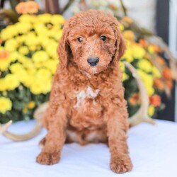 Big Boy/Miniature Poodle									Puppy/Male	/11 Weeks,Meet our happy and Docile Miniature Poodles! These puppies are always so happy and just absolutely love snuggles and pets! 