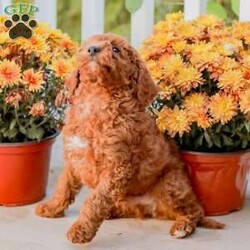 Big Boy/Miniature Poodle									Puppy/Male	/11 Weeks,Meet our happy and Docile Miniature Poodles! These puppies are always so happy and just absolutely love snuggles and pets! 