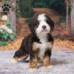 Keanu/Mini Bernedoodle									Puppy/Male	/7 Weeks,Keanu is an absolute heart‑melter — the kind of mini Bernedoodle who makes you smile the moment you meet him. He’s the perfect blend of teddy‑bear softness and bright, eager personality. His coat is plush and wavy, his eyes warm and expressive, and he carries himself with that gentle confidence Bernedoodles are known for.