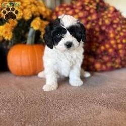 Pirate/Maltipoo									Puppy/Male	/8 Weeks,Meet our Maltipoo puppy! Our goal is to raise happy and healthy puppies! Each puppy is well socialized and played with daily by our children! This puppy is up to date on all vaccines and dewormer! It will come with vet papers and a 1 year health guarantee. Each puppy comes with its own collar, leash and blanket! Call or text to reserve this cuddly pup!
